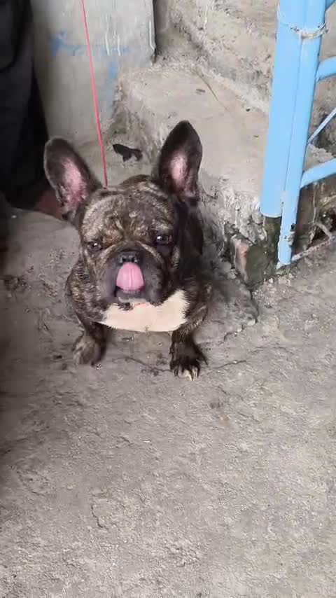 French Bulldog Puppy | Fawn, farm video