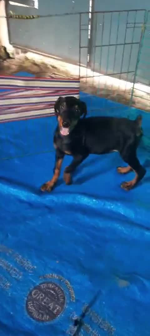 Doberman Pinscher Puppy, farm video