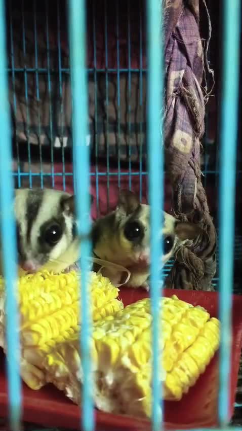 Sugar Glider | Grey, farm video