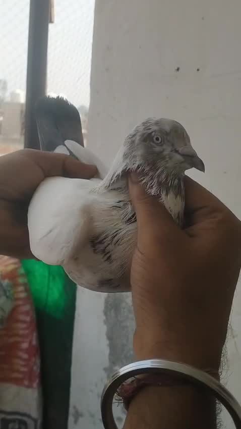 Homer Pigeon, farm video