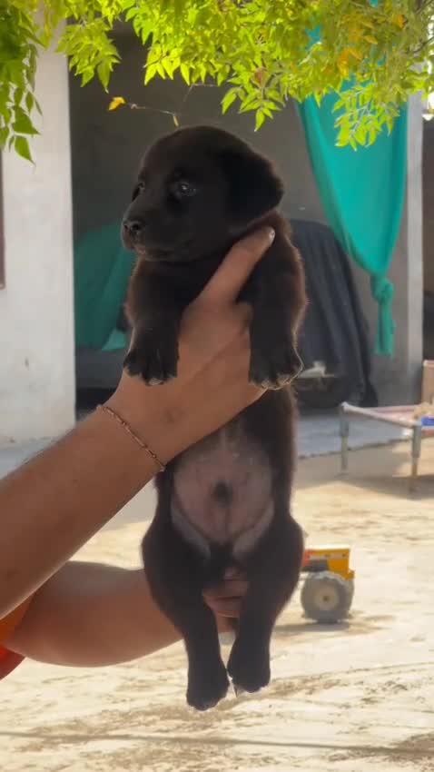 Beagle Black & Tan Puppy, farm video