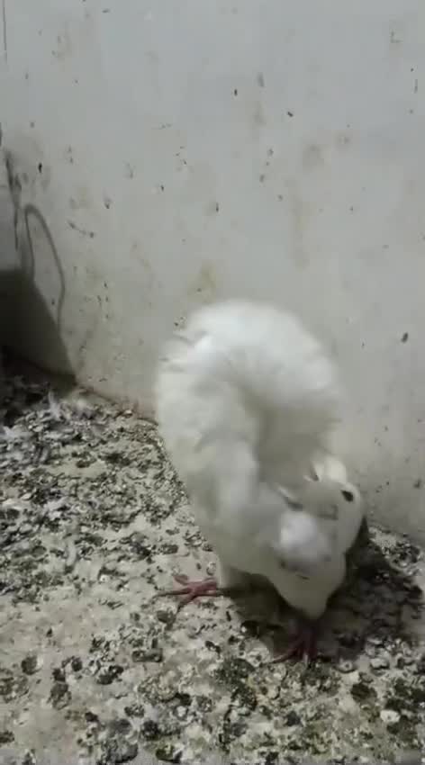 Dachshund Puppy, farm video