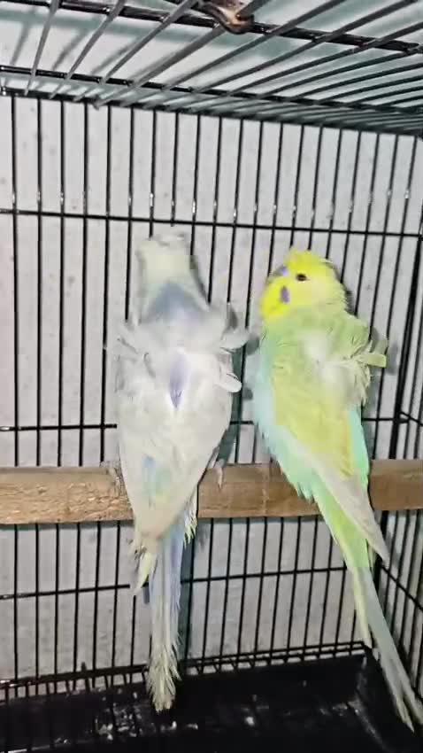 Hogoromo Budgies, farm video