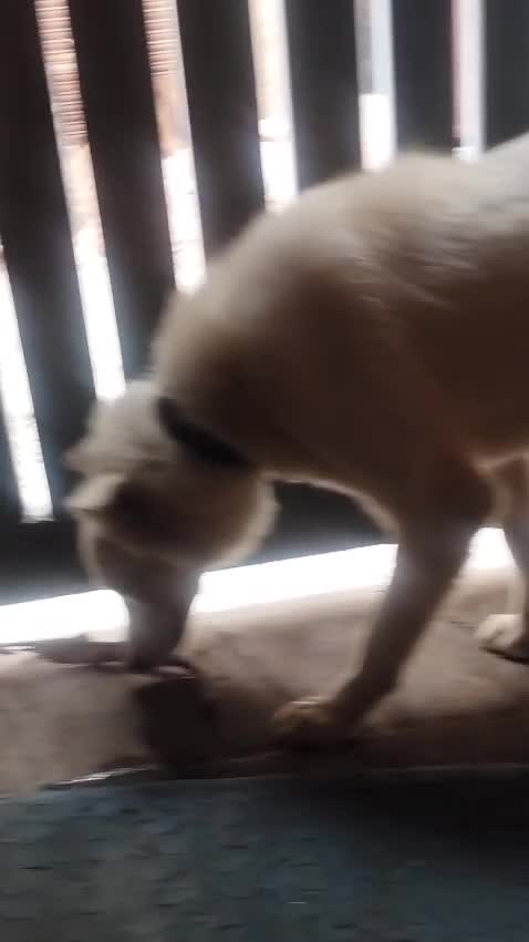 Dachshund Puppy, farm video