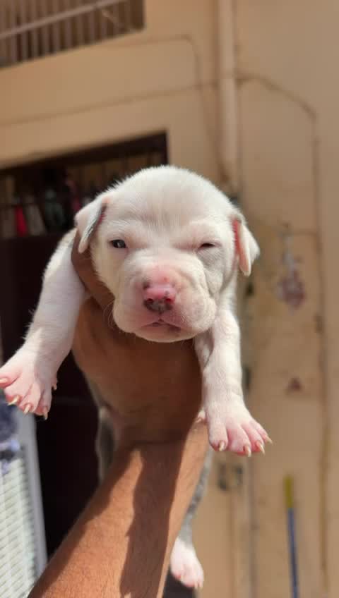 American Bully Pocket Size Puppy, farm video