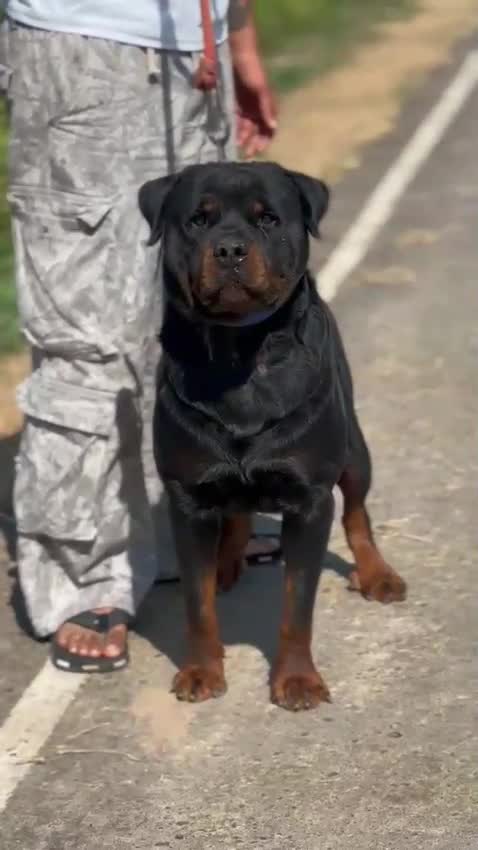 Rottweiler Puppy, farm video