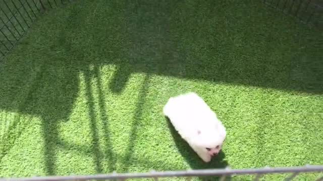 Dachshund Puppy, farm video