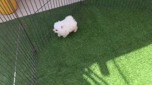 Pomeranian Puppy, farm video