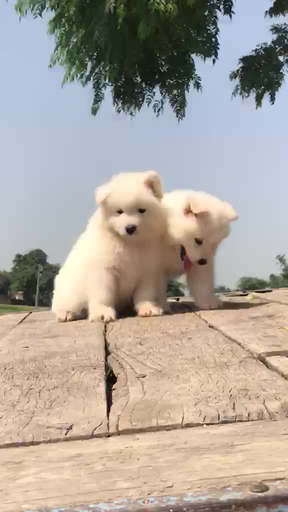 Dachshund Puppy, farm video