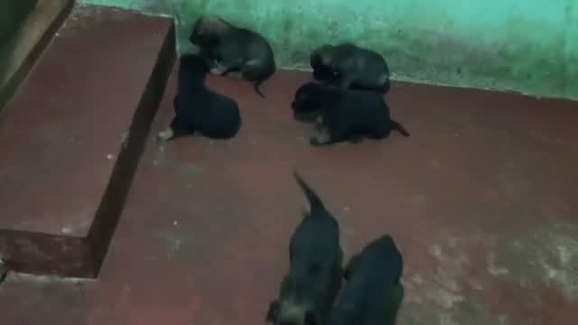Dachshund Puppy, farm video
