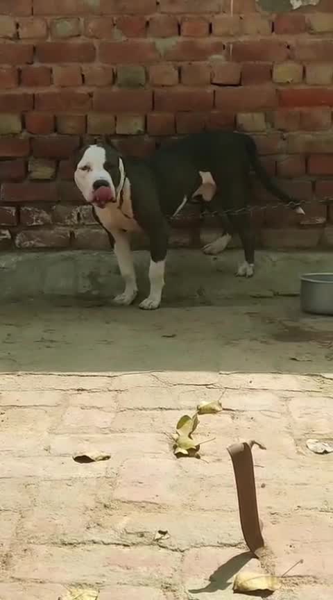 American Bully Pocket Size Puppy, farm video
