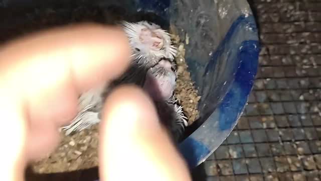 Cockatiel, farm video
