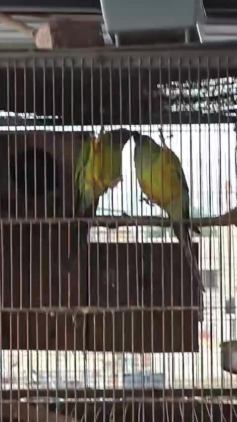 Nanday Conure, farm video
