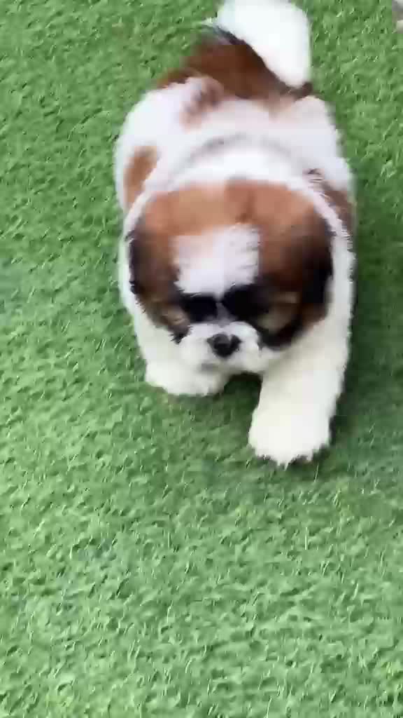Shih Tzu | Tri Color Puppy, farm video