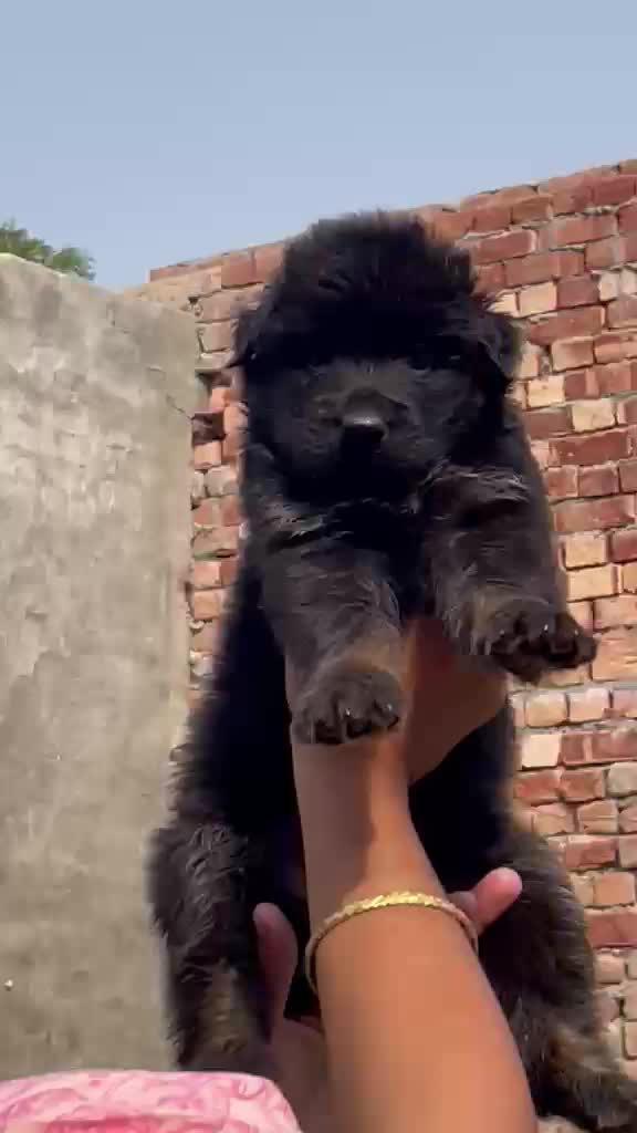 German Shepherd Puppy, farm video