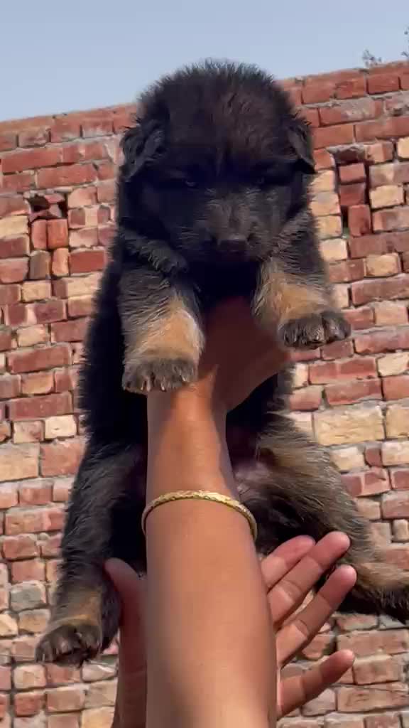 German Shepherd Puppy, farm video