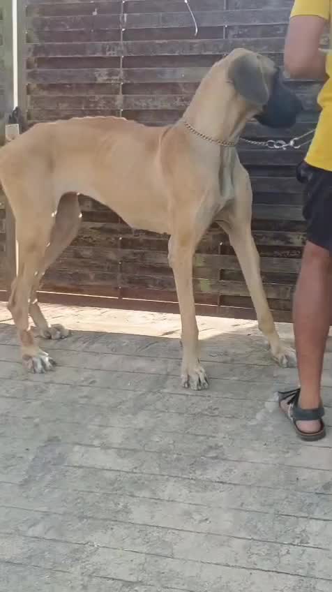Great Dane Puppy, farm video