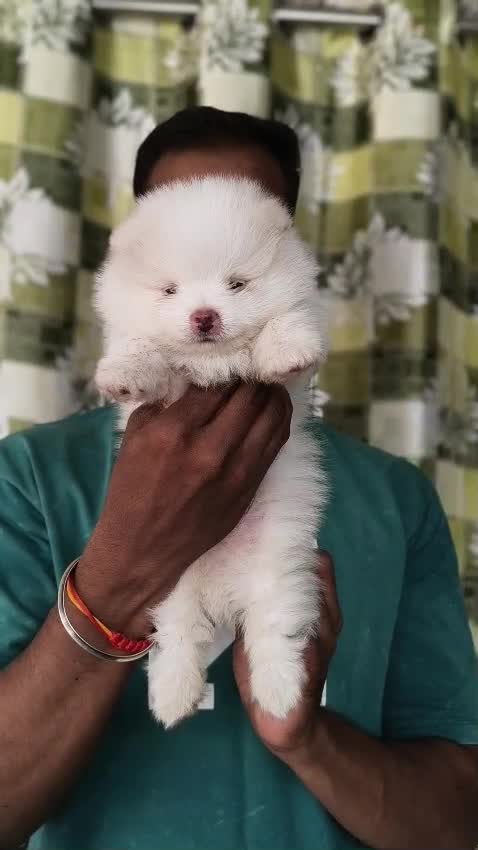 Pomeranian Puppy, farm video