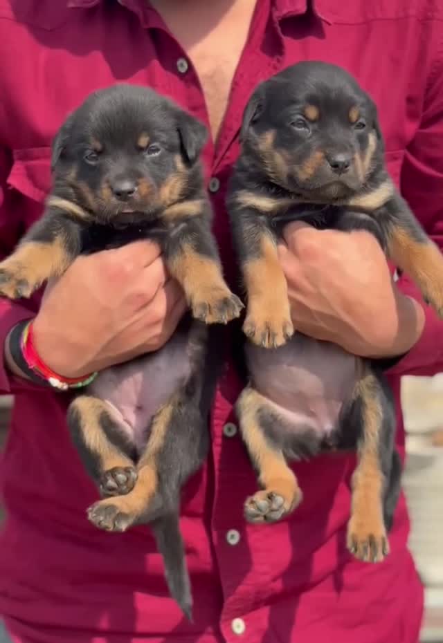 Rottweiler Puppy, farm video