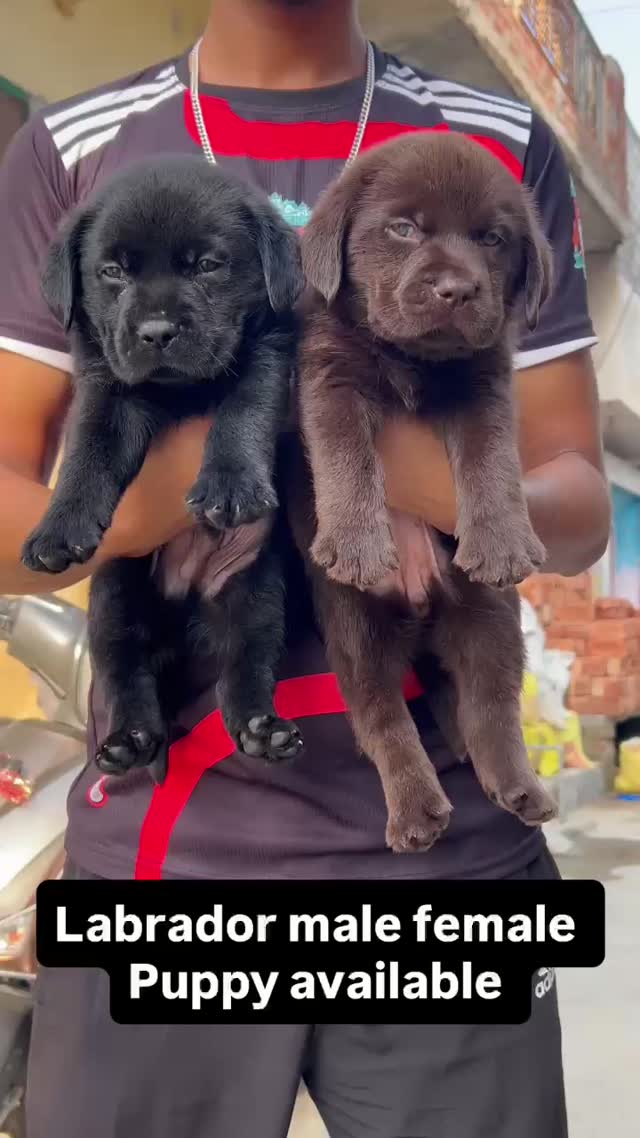 Beagle Black & Tan Puppy, farm video