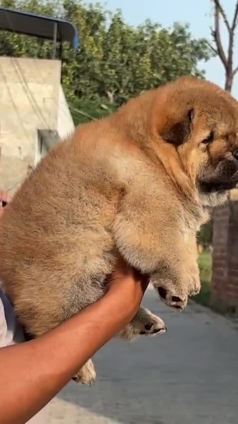 Chow Chow Puppies, farm video