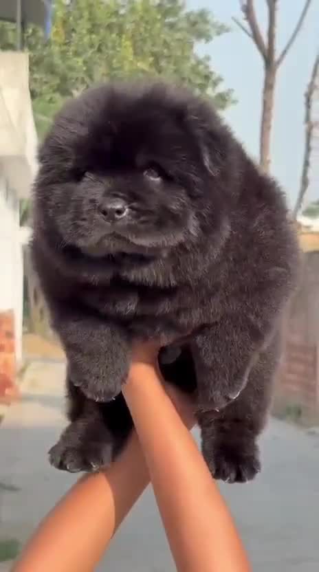Chow Chow Puppies, farm video
