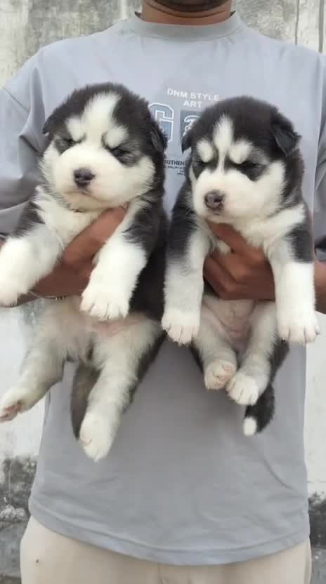Siberian Husky Puppy | Copper & White Color, farm video