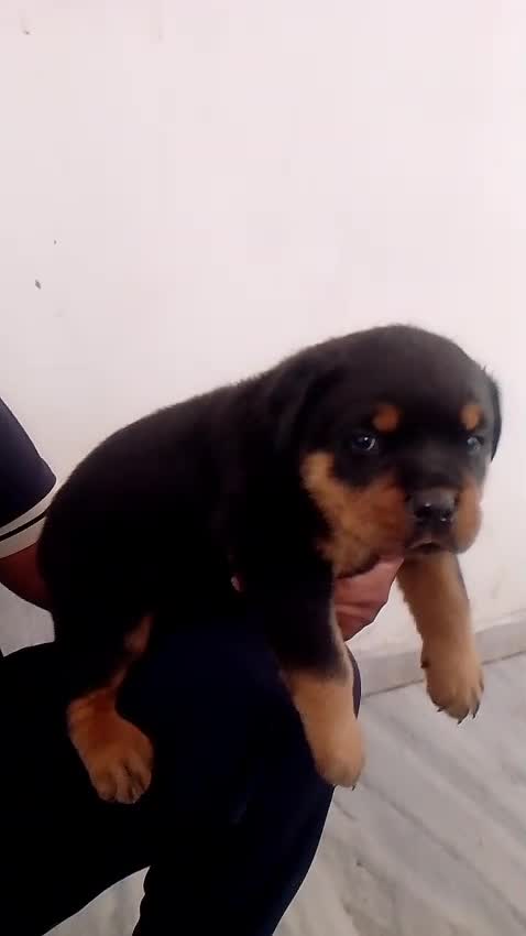 Rottweiler Puppy, farm video