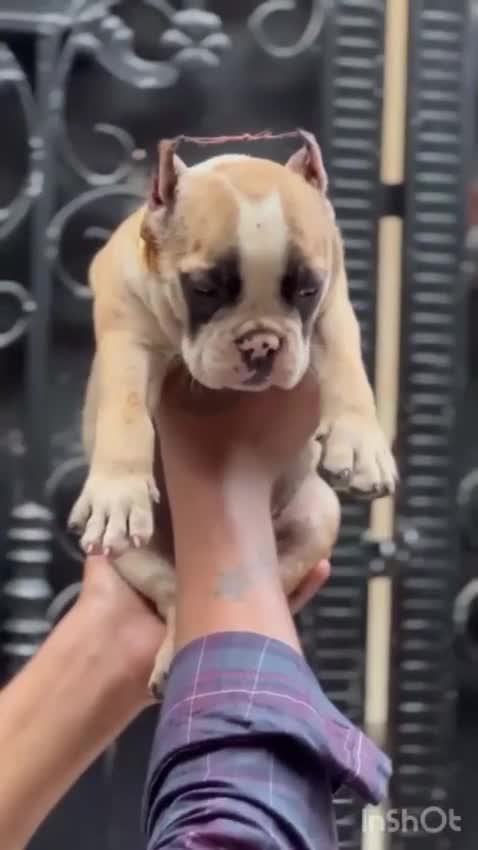 American Bully Pocket Size Puppy, farm video