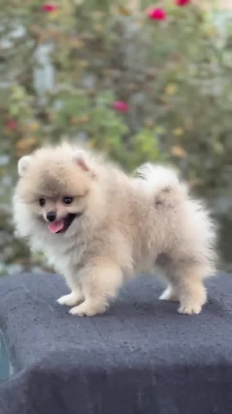 Pomeranian Puppy, farm video