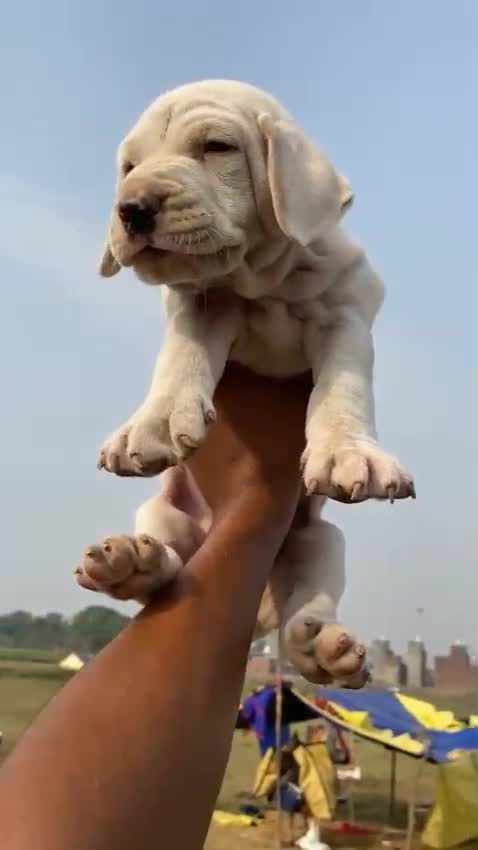 American Bully Pocket Size Puppy, farm video