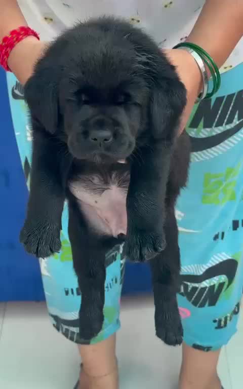 Beagle Black & Tan Puppy, farm video