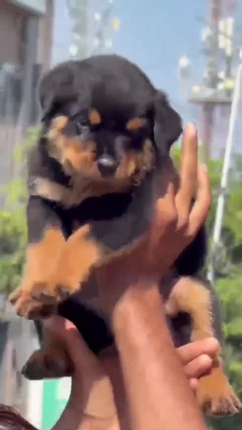 Rottweiler Puppy, farm video