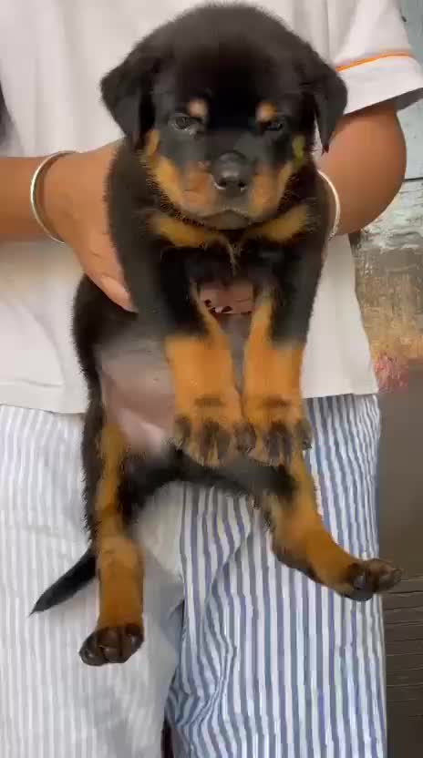 Rottweiler Puppy, farm video