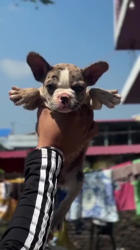 French Bulldog Puppy | Blue, farm video