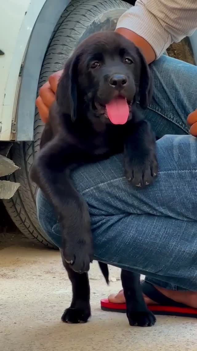 Beagle Black & Tan Puppy, farm video