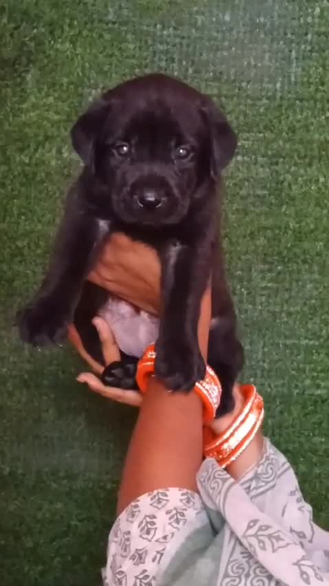 Beagle Black & Tan Puppy, farm video