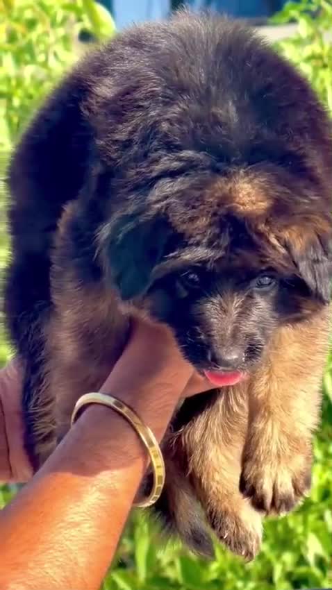German Shepherd Puppy, farm video