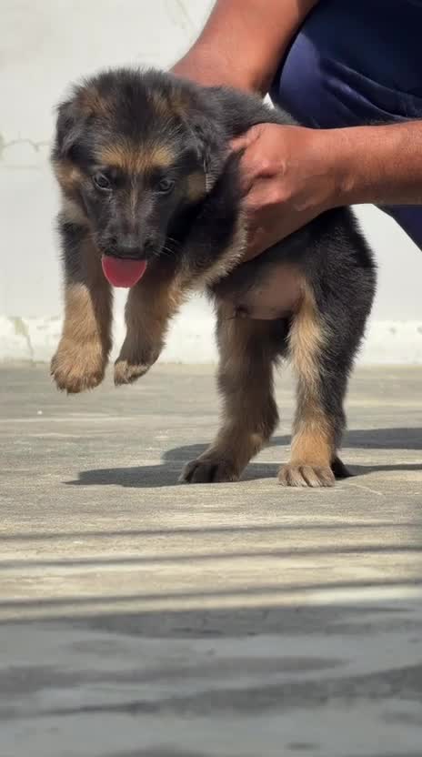 German Shepherd Puppy, farm video