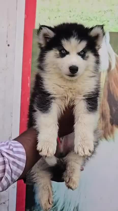 Siberian Husky Puppy | Copper & White Color, farm video