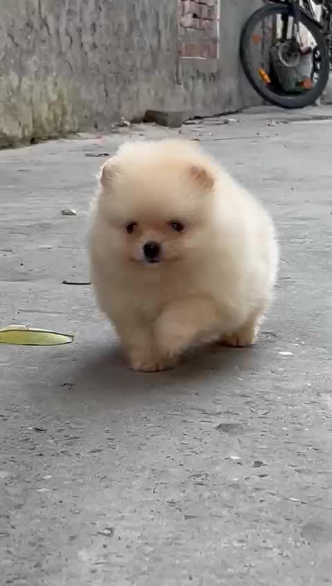 Pomeranian Puppy, farm video