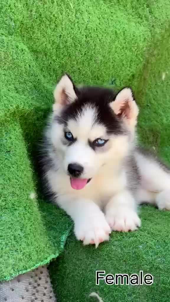 Siberian Husky Puppy | Copper & White Color, farm video
