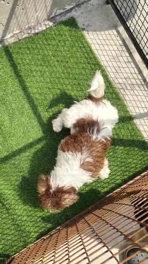Jack Russell Terrier Puppy, farm video