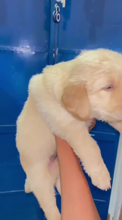 Golden Retriever, farm video