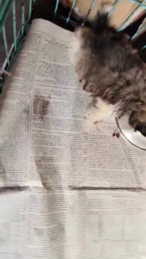 Shih Tzu | Black Color, farm video
