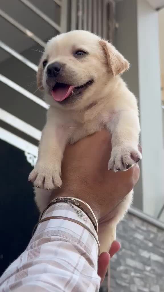 Beagle Black & Tan Puppy, farm video