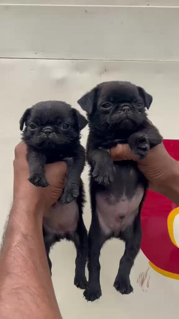 Pug Puppy, farm video