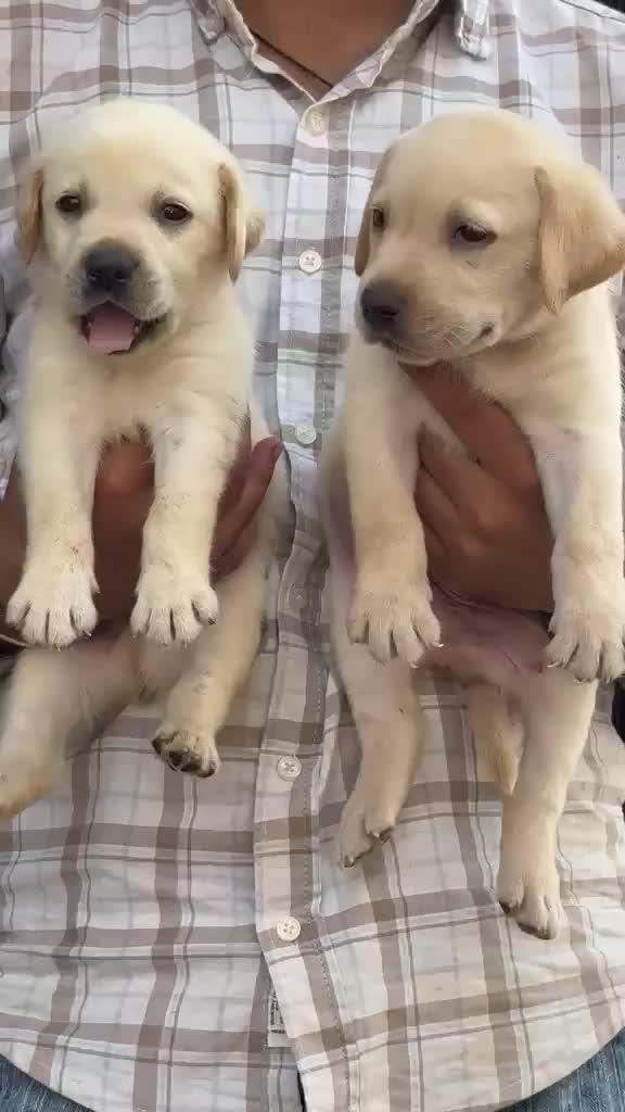 Beagle Black & Tan Puppy, farm video