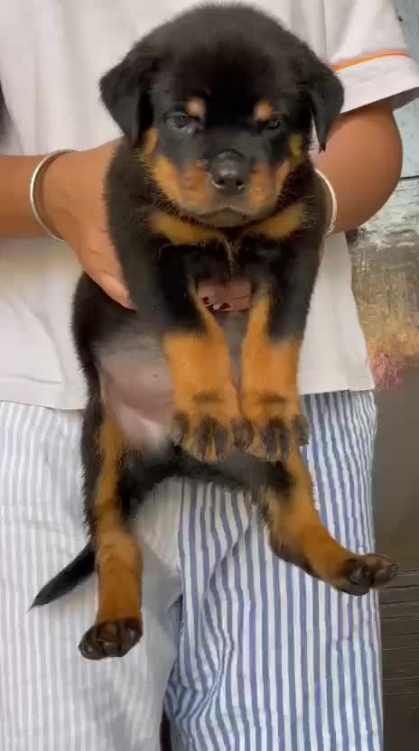 Rottweiler Puppy, farm video