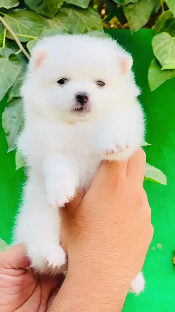 Pomeranian Puppy | Black Color, farm video